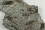 Pennsylvanian Fossil Fern (Neuropteris) Plate - Kentucky #201658-1